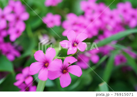 イモカタバミ イモカタバミ 76915071