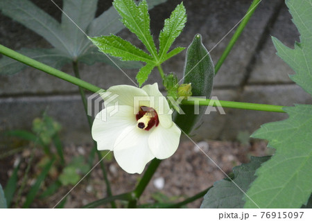 オクラの花 オクラの花 76915097
