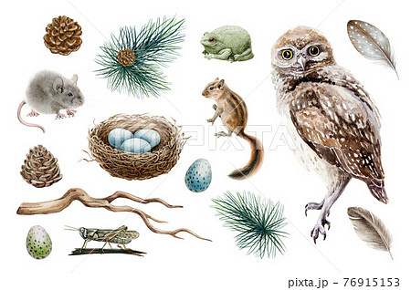 Owl bird forest set. Natural woodland elements watercolor illustration. Owl, chipmunk, mouse, toad, nest, feather, branch hand drawn elements. Forest rustic sticker collestion. On white background Owl bird forest set. Natural woodland elements watercolor illustration. Owl, chipmunk, mouse, toad, nest, feather, branch hand drawn elements. Forest rustic sticker collestion. On white background 76915153