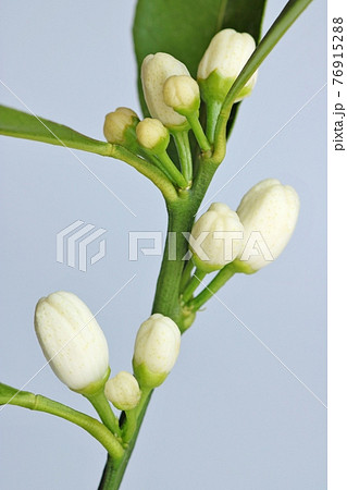 温州みかんの花芽 直花 グレーバックの写真素材