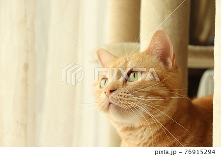 室内からニャルソック監視する美猫アメリカンショートヘアレッドタビー 76915294