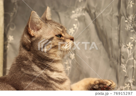 手を出す猫の横顔アメリカンショートヘアブルータビーの写真素材