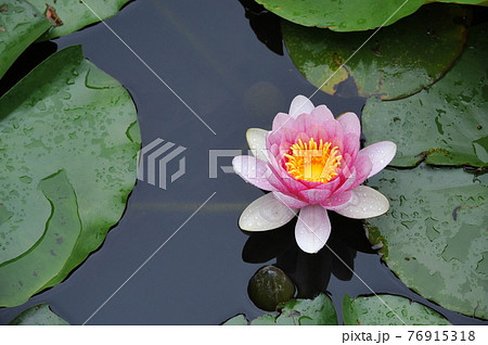 水面に浮かんで並んで咲く一輪の睡蓮の花の写真素材 [76915318] - PIXTA