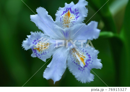 シャガが咲く森 76915327