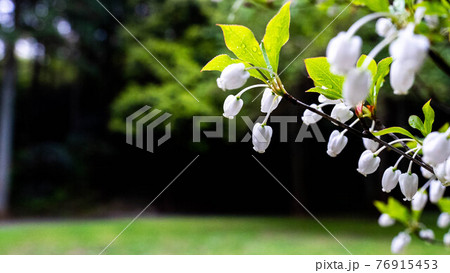 一斉に咲き誇る「ドウダンツツジ」 一斉に咲き誇る「ドウダンツツジ」 76915453