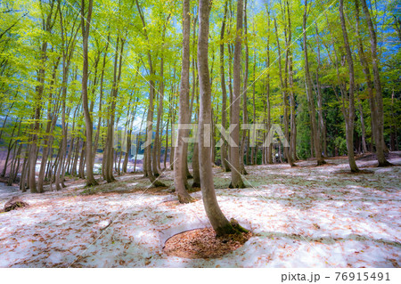 新潟のブナ林　美人林の根焼け　残雪風景 76915491