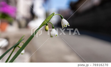 春の季節「スノーフレーク」の花が魅力的に咲く 春の季節「スノーフレーク」の花が魅力的に咲く 76916270
