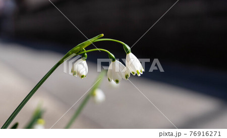 春の季節「スノーフレーク」の花が魅力的に咲く 76916271