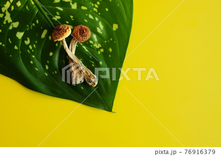Dry psilocybin mushrooms on green leaf background. Dry psilocybin mushrooms on green leaf background. 76916379