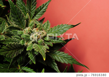 Blooming cannabis bush. Fresh plant isolated on red background, flat lat, top view. Blooming cannabis bush. Fresh plant isolated on red background, flat lat, top view. 76916380
