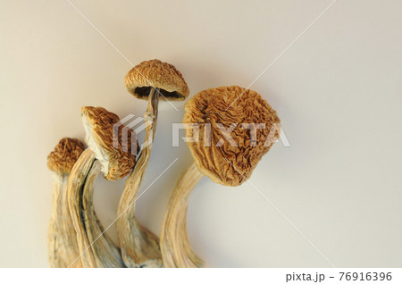 Psilocybe Cubensis mushrooms isolated on white background. Psilocybin psychedelic magic mushrooms Golden Teacher. 76916396