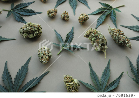 Cannabis pattern on grey background. Marijuana buds and fresh leaves, flat lat, top view. Hemp recreation, pastime 76916397