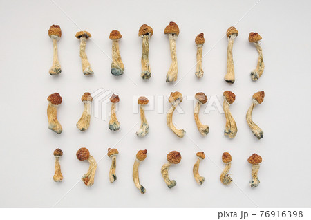Microdosing diary plan. Dried psilocybin mushrooms Golden Teacher, pattern on white background. 76916398