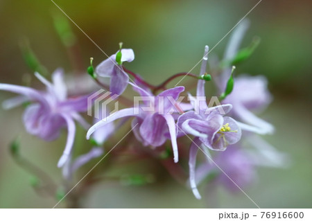 船の錨に似た花 76916600