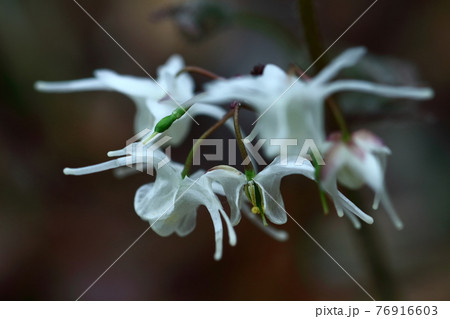 船の錨に似た花 船の錨に似た花 76916603