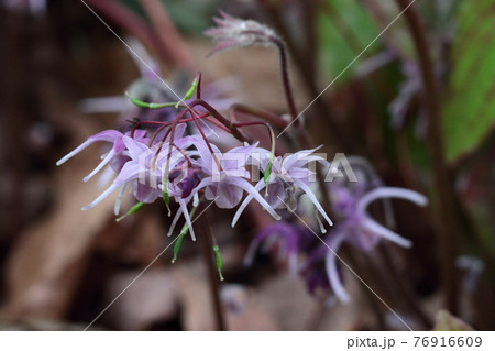 船の錨に似た花 76916609