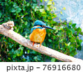 枝にとまるカワセミ 76916680