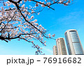 桜と高層ビル 76916682
