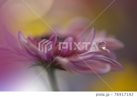 Beautiful macro shot of magic flowers.Border art design. Magic light.Extreme close up macro photography.Conceptual abstract image.Yellow and Pink Background.Fantasy Art.Creative Wallpaper.Beautiful . Beautiful macro shot of magic flowers.Border art design. Magic light.Extreme close up macro photography.Conceptual abstract image.Yellow and Pink Background.Fantasy Art.Creative Wallpaper.Beautiful . 76917192