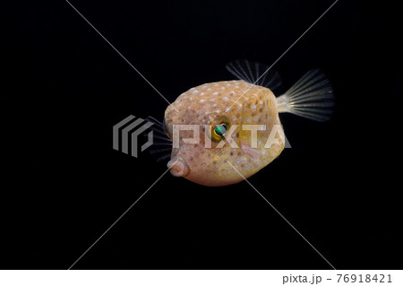 ハコフグの幼魚 76918421