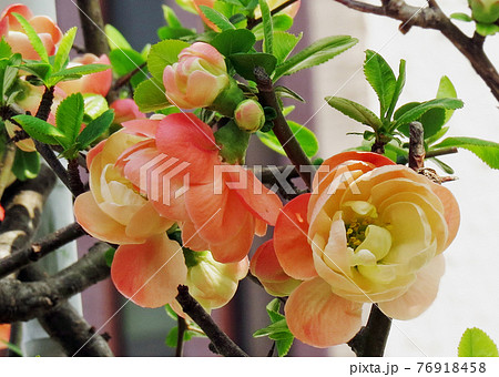 ボケの花 ボケの花 76918458