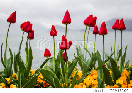 Tulips with raindrops on the lake Como background, Italy. Tulips with raindrops on the lake Como background, Italy. 76918500