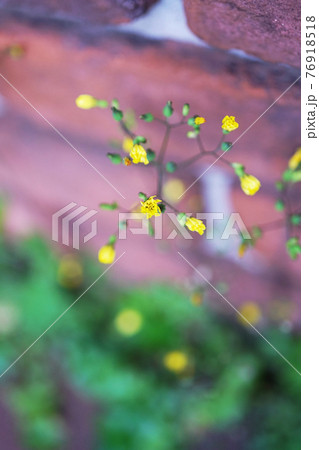 オニタビラコ オニタビラコ 76918518