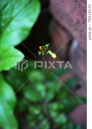 オニタビラコ オニタビラコ 76918520