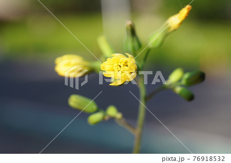 オニタビラコ オニタビラコ 76918532