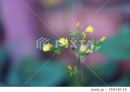 オニタビラコ 76918538