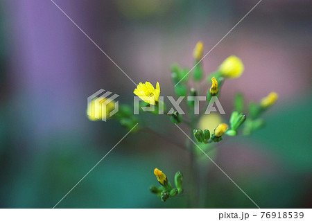 オニタビラコ オニタビラコ 76918539