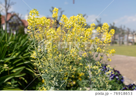 菜の花アブラナ 菜の花アブラナ 76918653