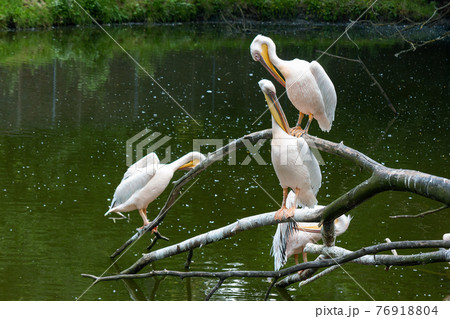 pelicans on the branch near water. birds cleaning their feathers pelicans on the branch near water. birds cleaning their feathers 76918804