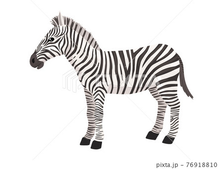 Zebra Striped Horse African Savannah Animal のイラスト素材