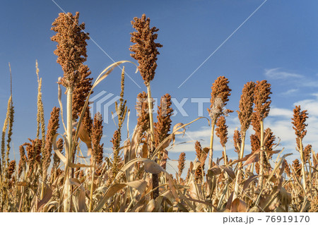 sorghum field in Kansas sorghum field in Kansas 76919170