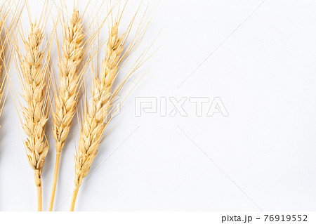 小麦　麦穂 76919552