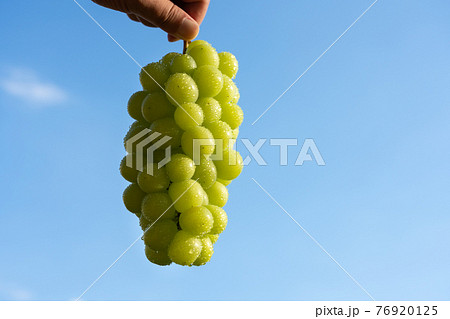 ぶどうを青空にかざす　しずく　（シャインマスカット）　男性の手 76920125