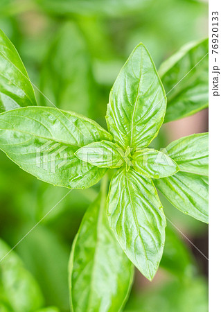 上から見るバジル 9月 家庭菜園の写真素材