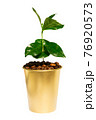 Coffee tree in golden cup isolated 76920573