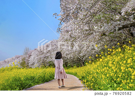 桜並木と菜の花のプロムナードを歩く少女の後ろ姿1人 76920582