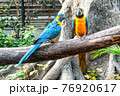A pair of colorful parrots are resting on a branch. 76920617