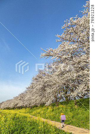 青空を背景にした満開の桜並木と菜の花の道を歩くランドセルを背負った女の子の後ろ姿。新入学イメージ 76921228