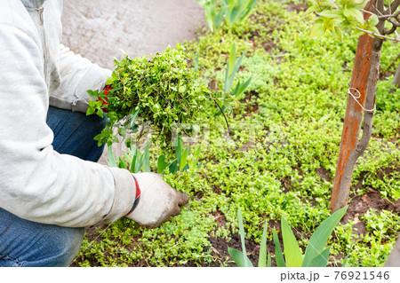 A farmer wearing linen gloves removes weeds from a flower bed in the garden. 76921546