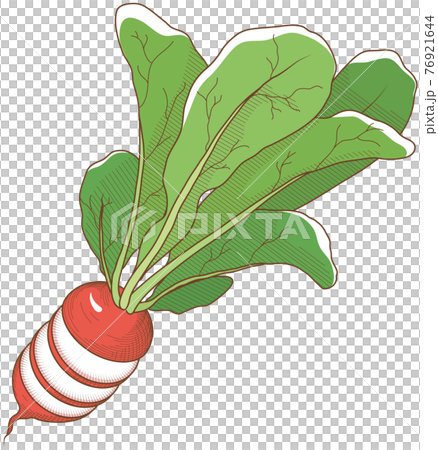 Round sliced radish 76921644