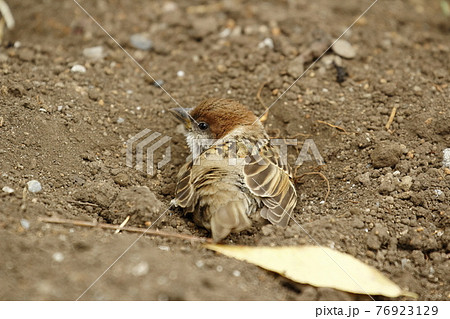 雀の砂あび 76923129
