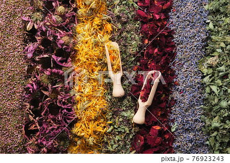 Rows of dry medicinal herbs - heather, echinacea, calendula, wild marjoram, rose petals, lavender flowers and lemon balm. Two wooden scoop of healing plants and berries, top view. Rows of dry medicinal herbs - heather, echinacea, calendula, wild marjoram, rose petals, lavender flowers and lemon balm. Two wooden scoop of healing plants and berries, top view. 76923243