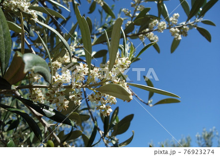 オリーブの花 76923274