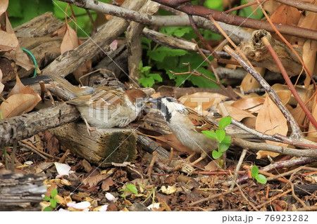 雀の子育て 雀の子育て 76923282