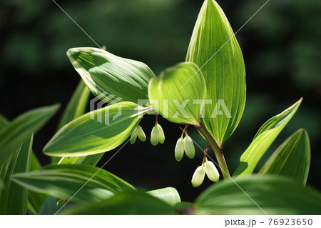 4月　品川418ナルコユリ･キジカクシ科･ねむの木の庭 76923650