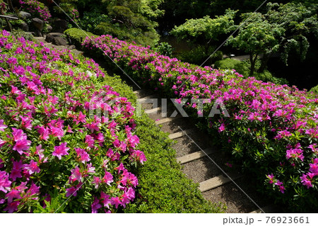 4月　品川414ツツジ(躑躅)の植栽･池田山公園 76923661